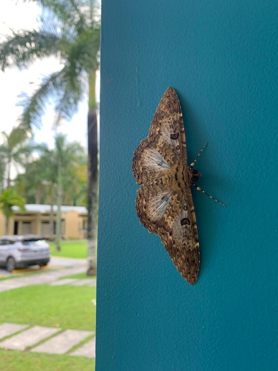 Hotel Los Rios Guácimo エクステリア 写真
